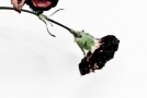 John Legend – The Beginning