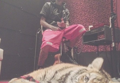 Tyga Could Face Criminal Charges For Pet Tiger