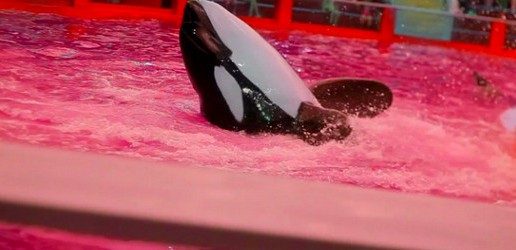 Sir Michael Rocks – Fuck SeaWorld (Video)