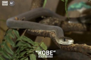 Zoo Atlanta & the Atlanta Hawks Pay Homage to Kobe Bryant By Naming The Zoo’s Black Mamba “Kobe”