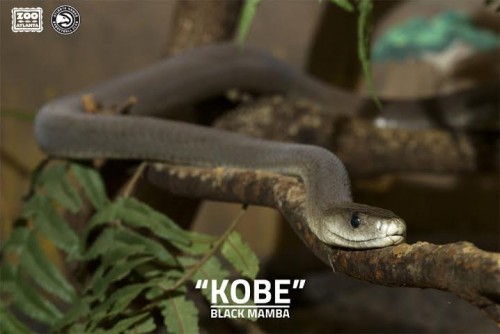 kobe-500x334 Zoo Atlanta & the Atlanta Hawks Pay Homage to Kobe Bryant By Naming The Zoo's Black Mamba "Kobe"  