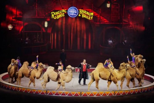 ringling-1-500x334 Curtain Call: Ringling Bros. & Barnum & Bailey Circus Will Perform For The Final Time In May  