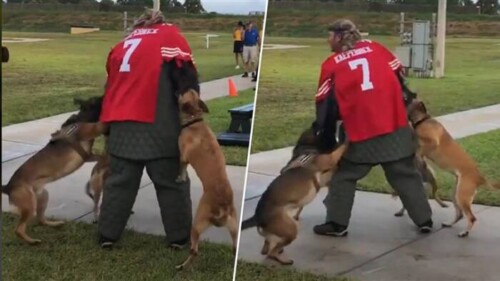 Navy-to-thoroughly-investigate-man-dressed-in-Colin-Kaepernick-jersey-for-K-9-demonstration-500x281 Navy to thoroughly investigate man dressed in Colin Kaepernick jersey for K-9 demonstration  